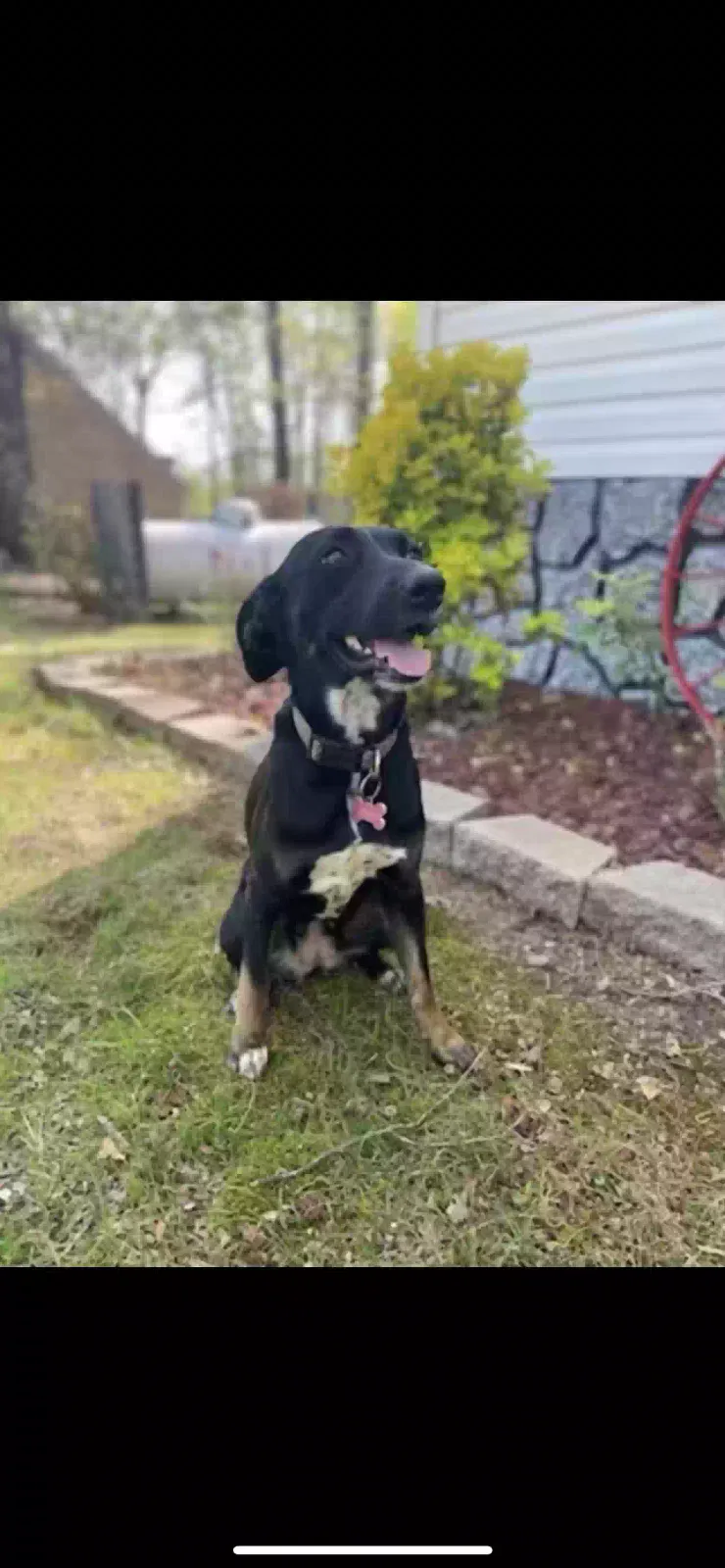 Lost dog in Coldwater, MS, 38618