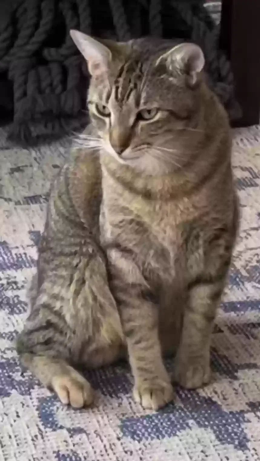 Lost cat in Birmingham, AL, 35242