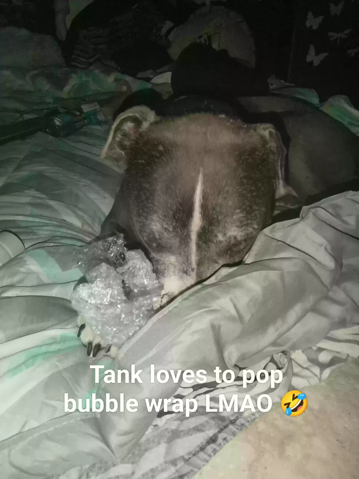 Lost dog in East Bend, NC, 27018