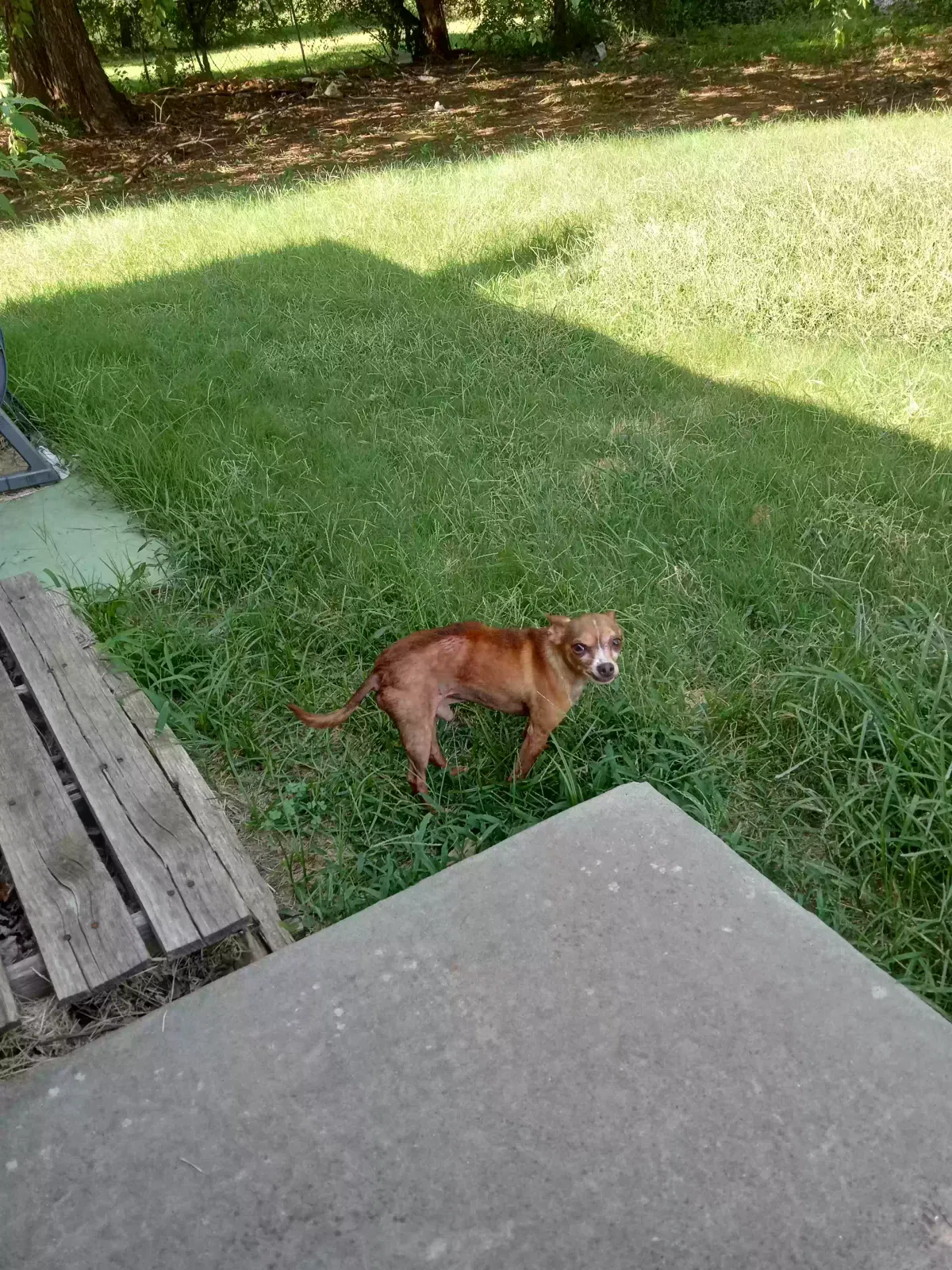 Lost dog in Oklahoma City, OK, 73111