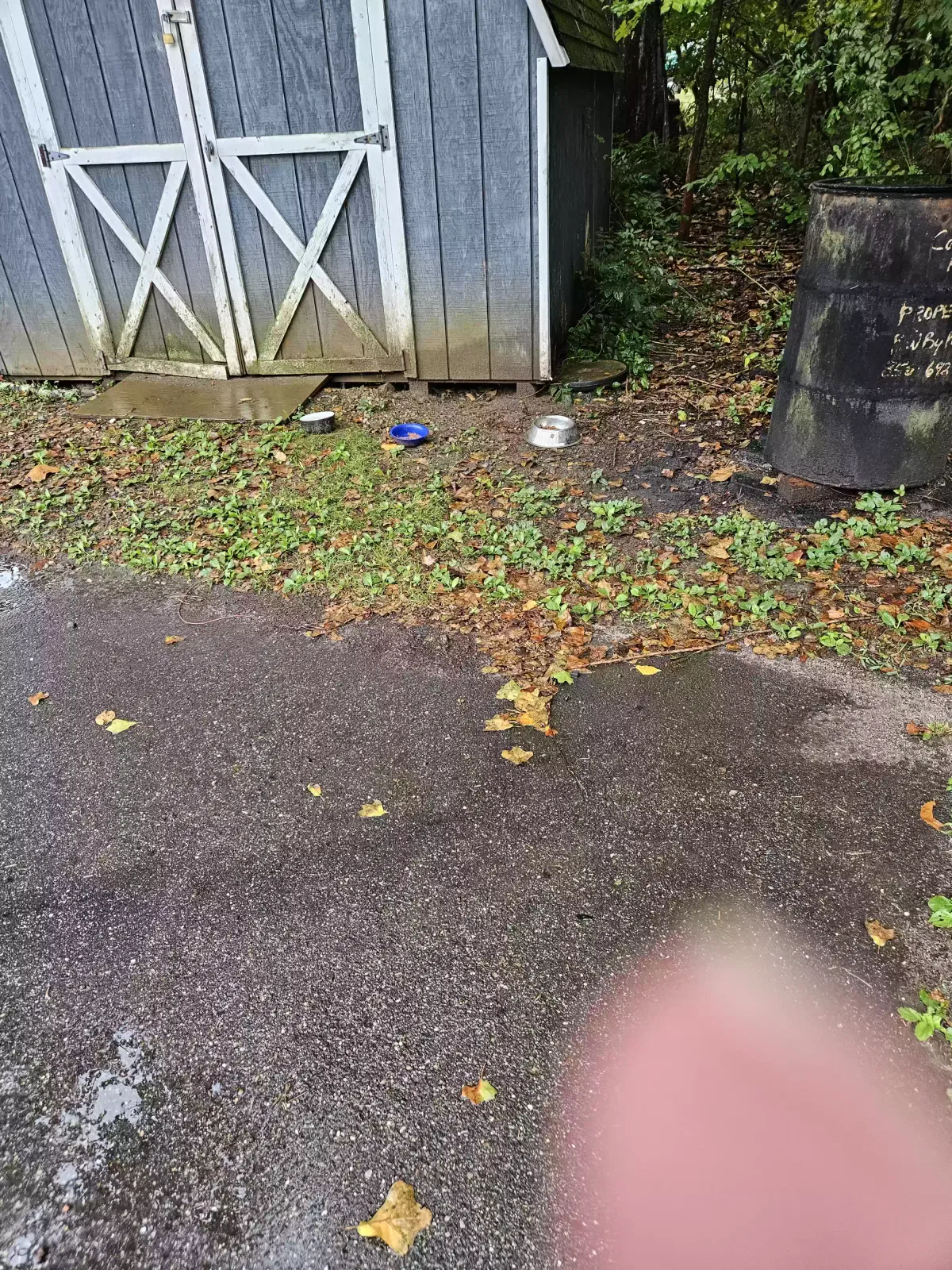 Found cat in Absecon, NJ, 8205
