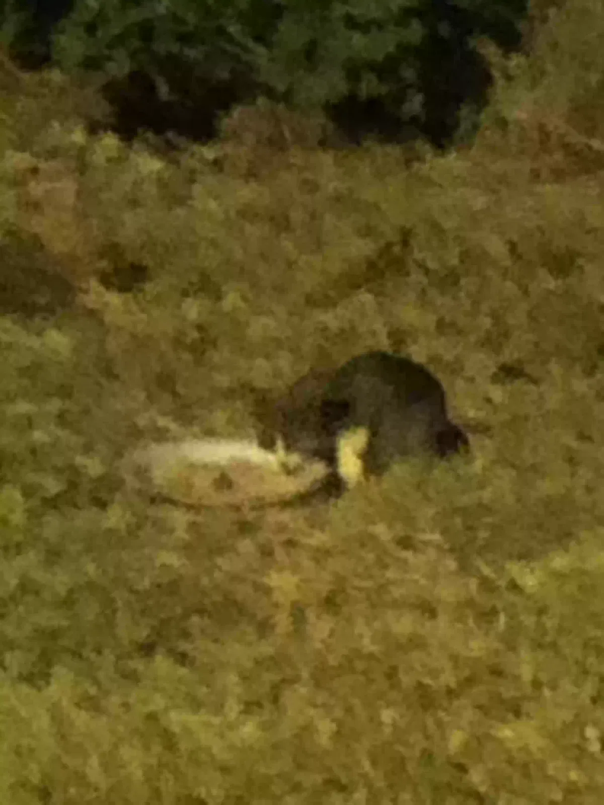 Found cat in Bryan, TX, 77801