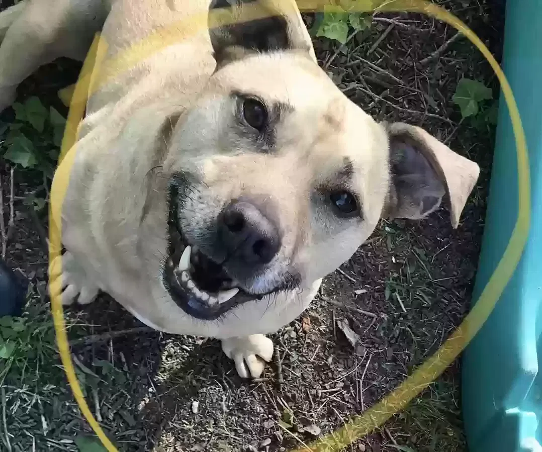 Lost dog in Greensboro, NC, 27401