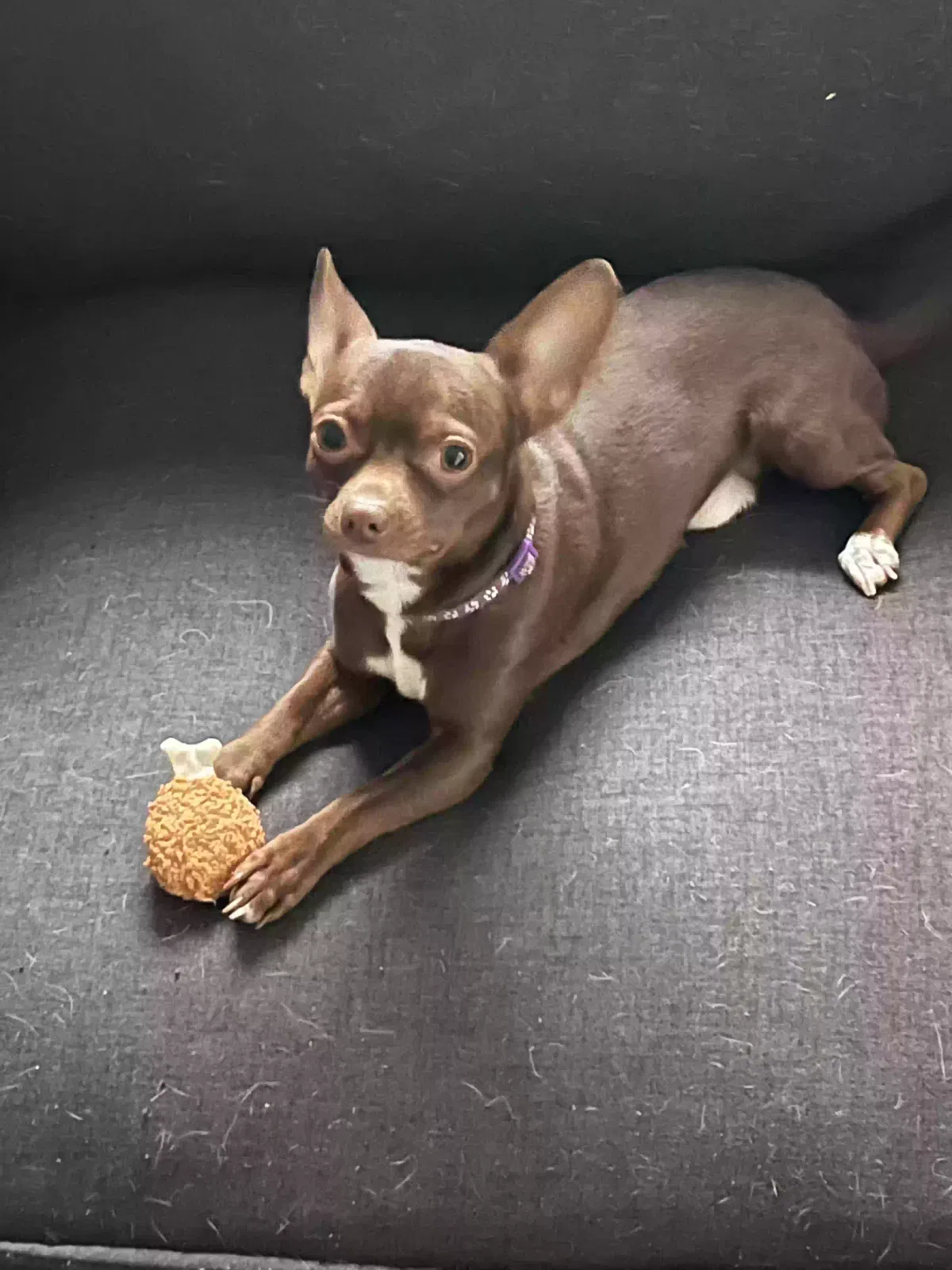 Lost dog in San Antonio, TX, 78247