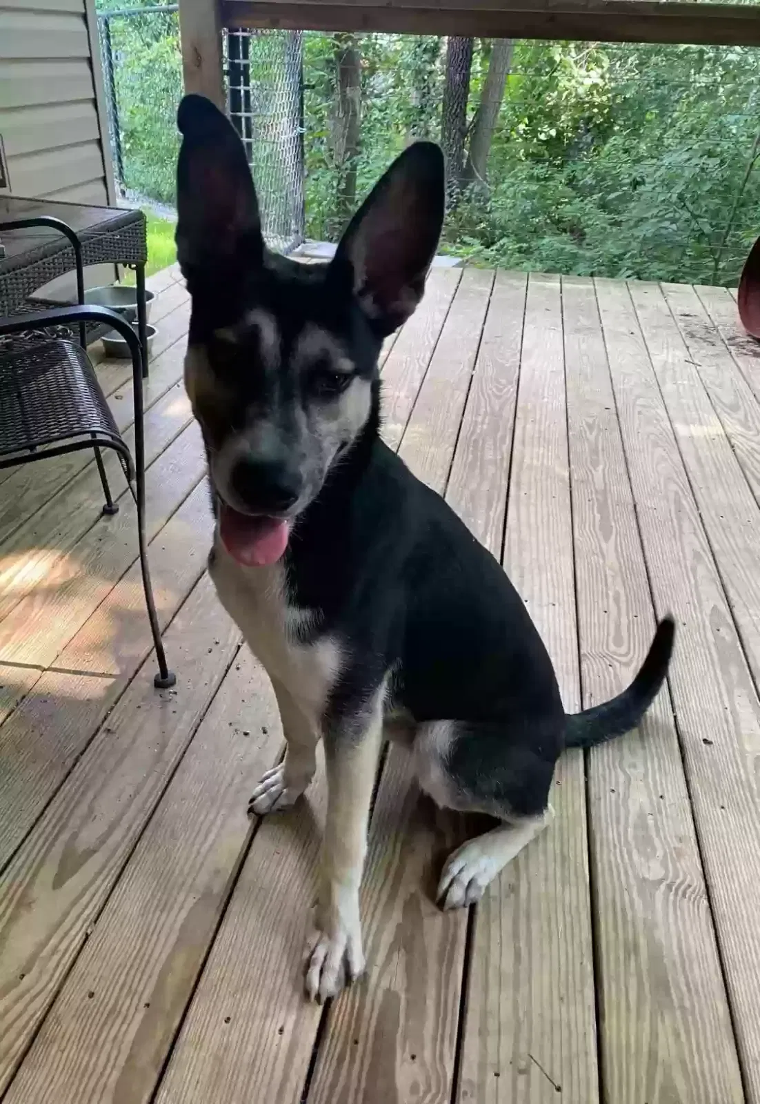 Lost dog in Yukon, OK, 73099