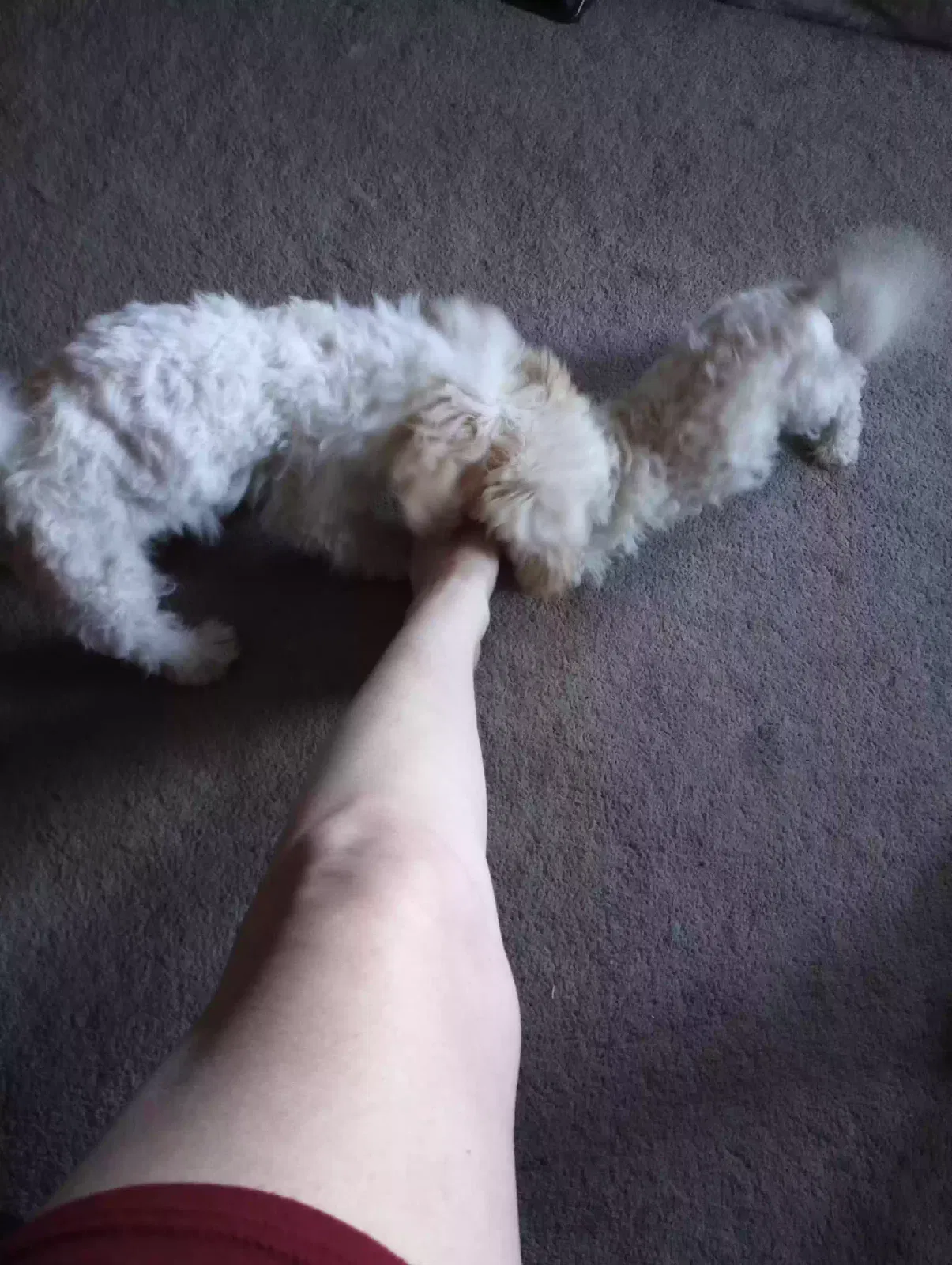 Found dog in Aurora, CO, 80015