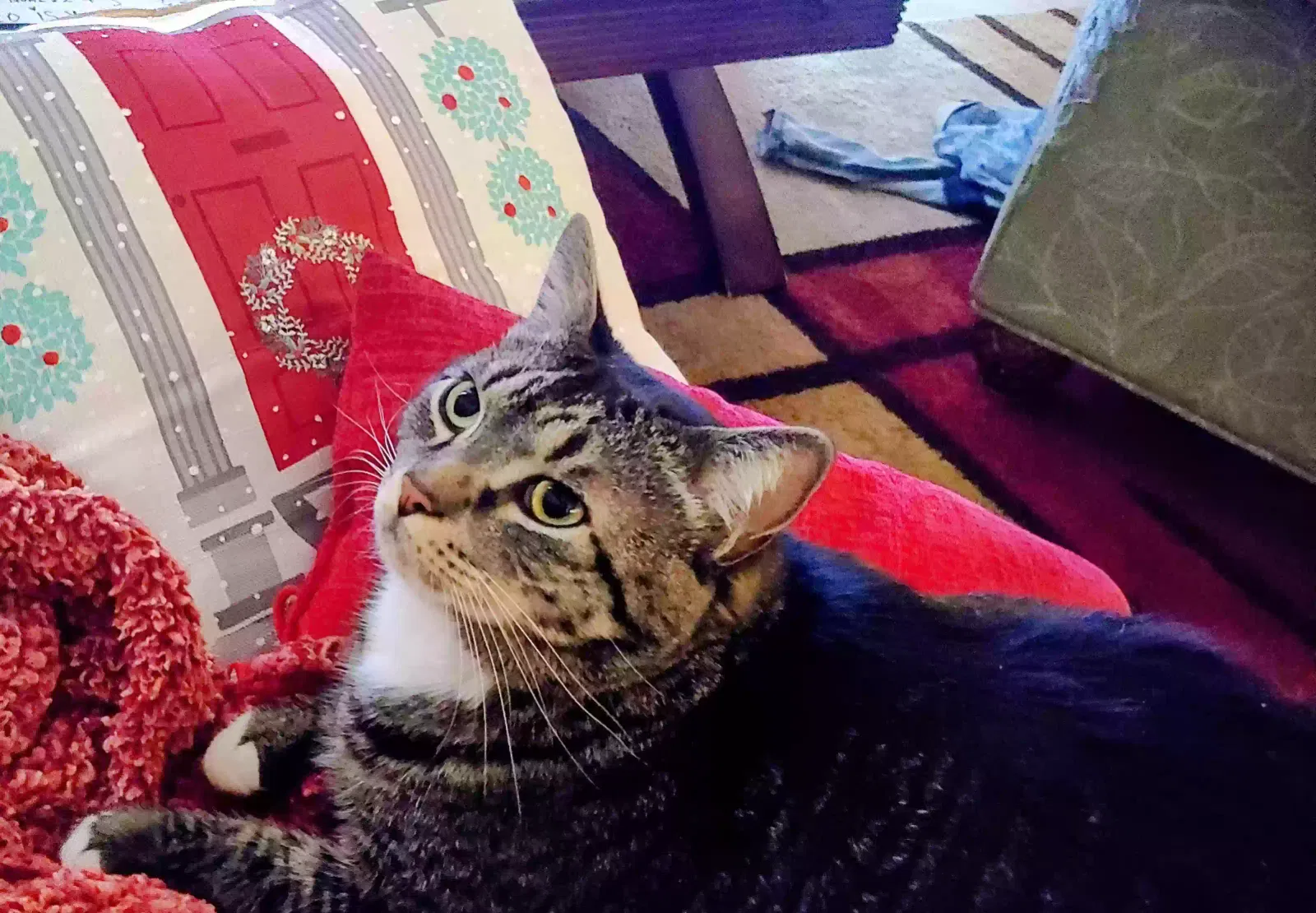 Lost cat in Daytona Beach, FL, 32117