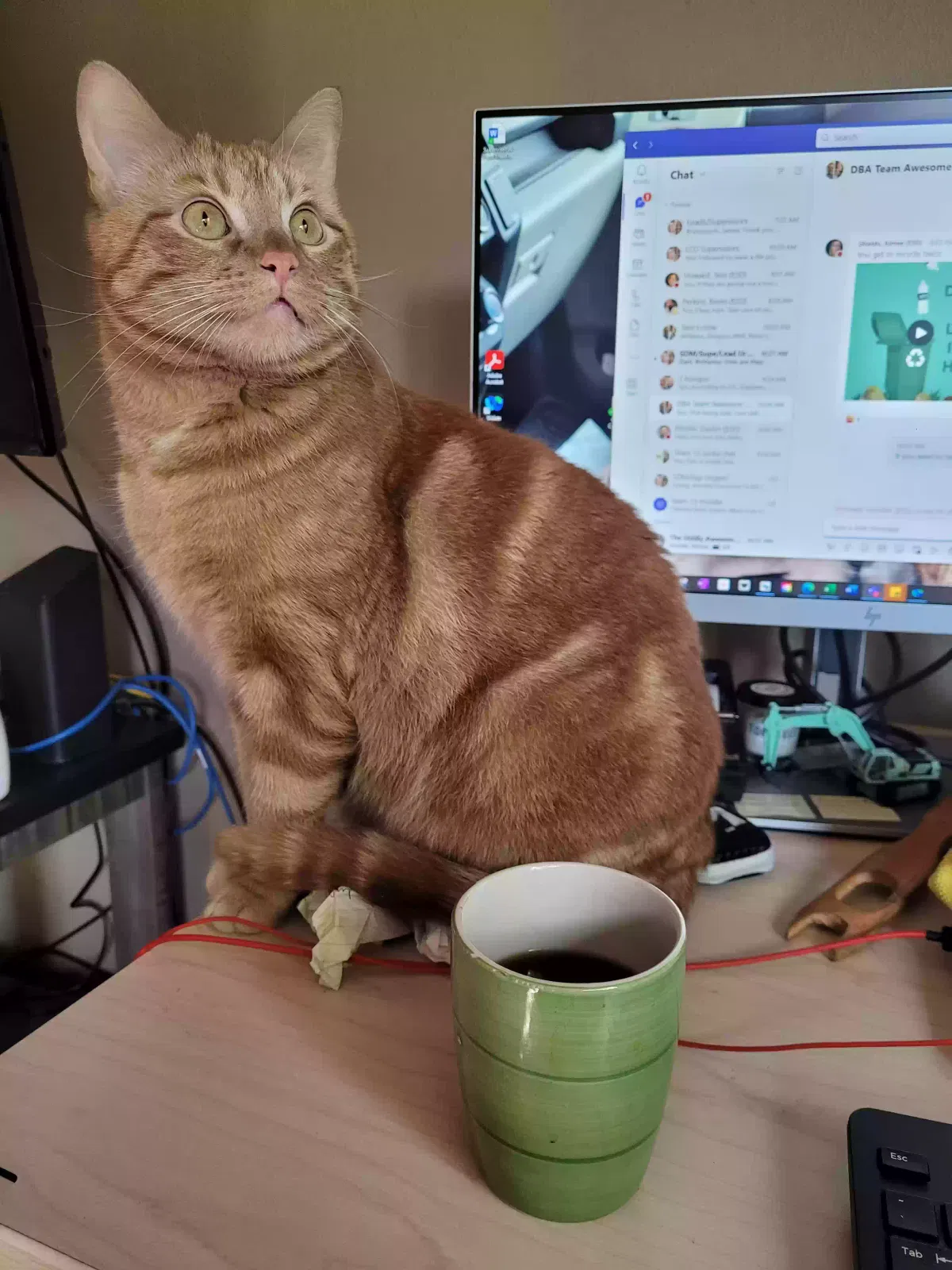 Lost cat in Olympia, WA, 98513