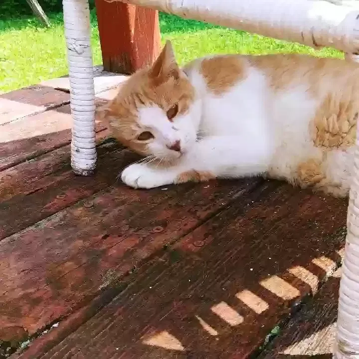 Lost cat in Worcester, MA, 1609