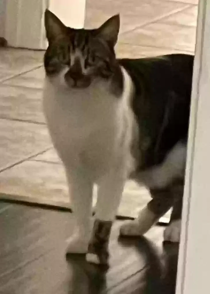 Lost cat in Roseville, CA, 95661