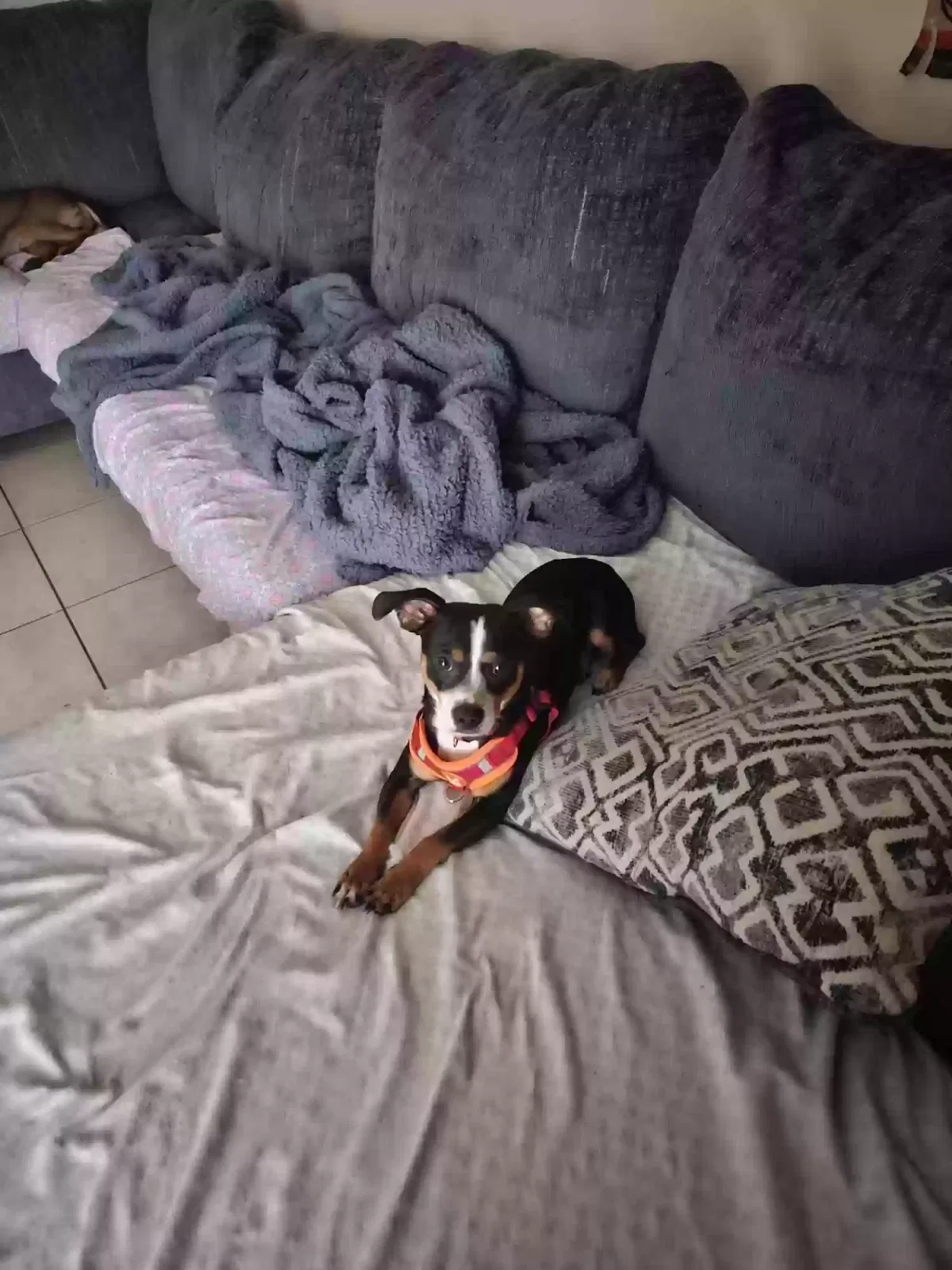 Lost dog in Tampa, FL, 33604