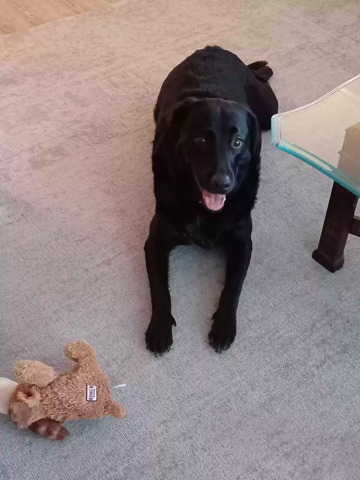 Lost dog in High Point, NC, 27263
