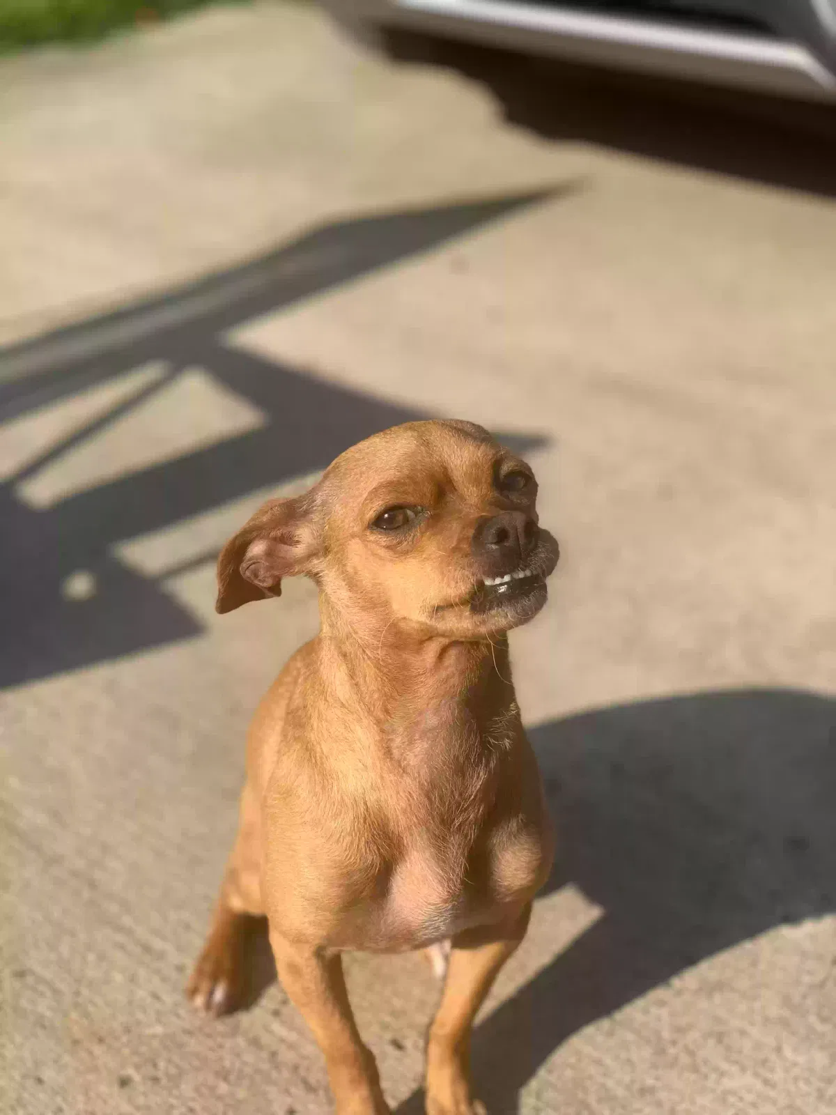 Lost dog in Canonsburg, PA, 15317