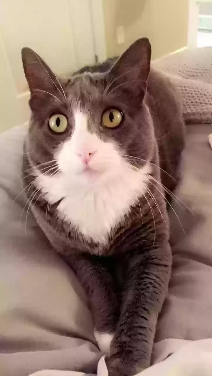 Lost cat in Fairhope, AL, 36532