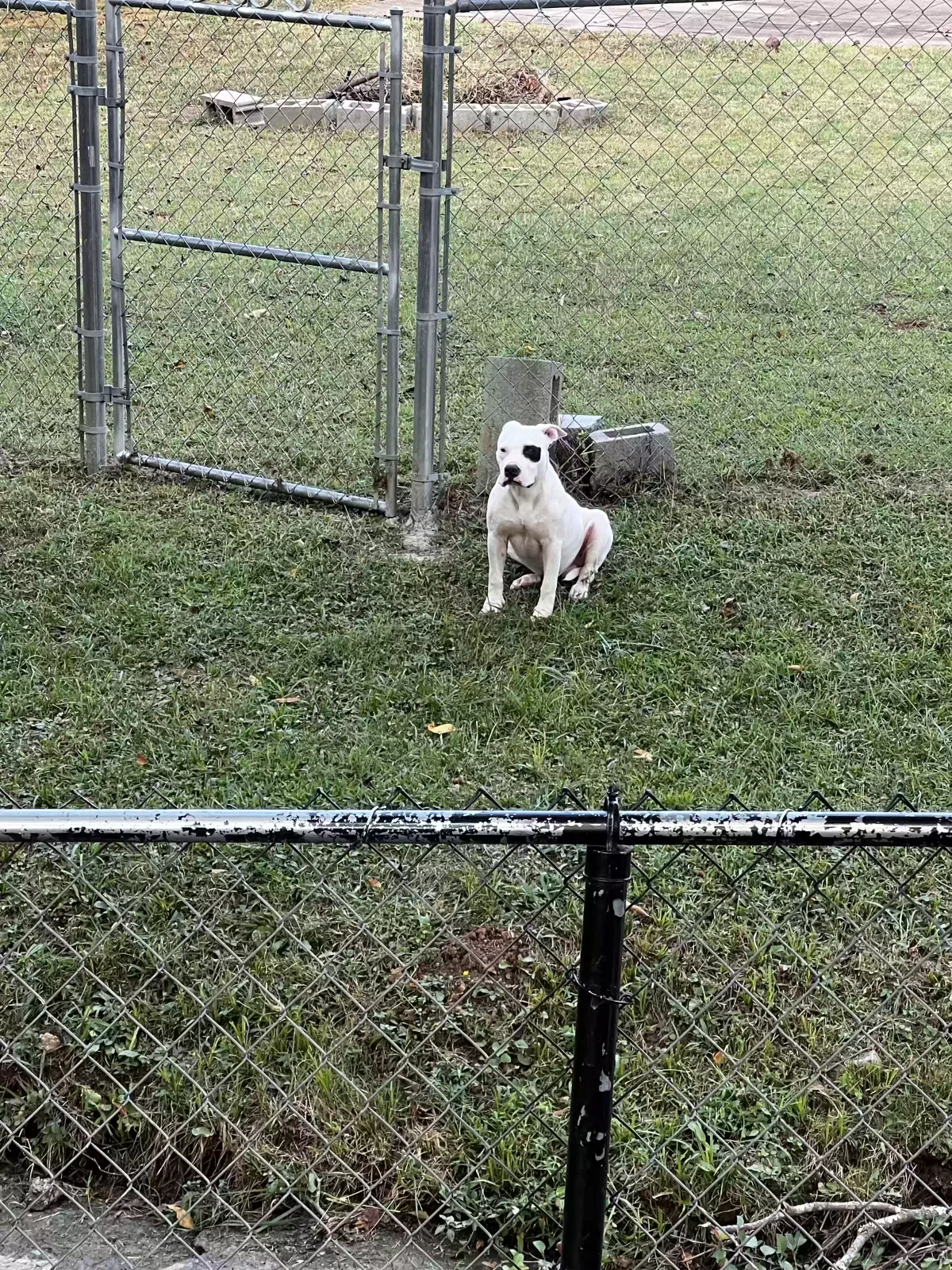 Found dog in Smyrna, TN, 37167