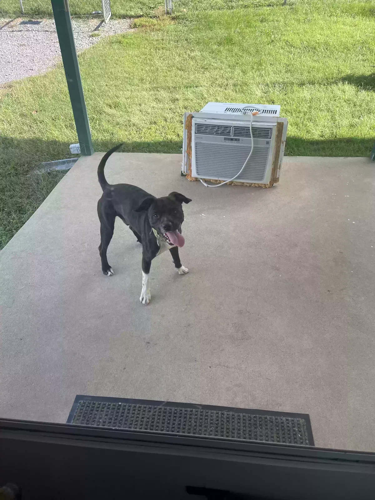 Found dog in Morristown, TN, 37813
