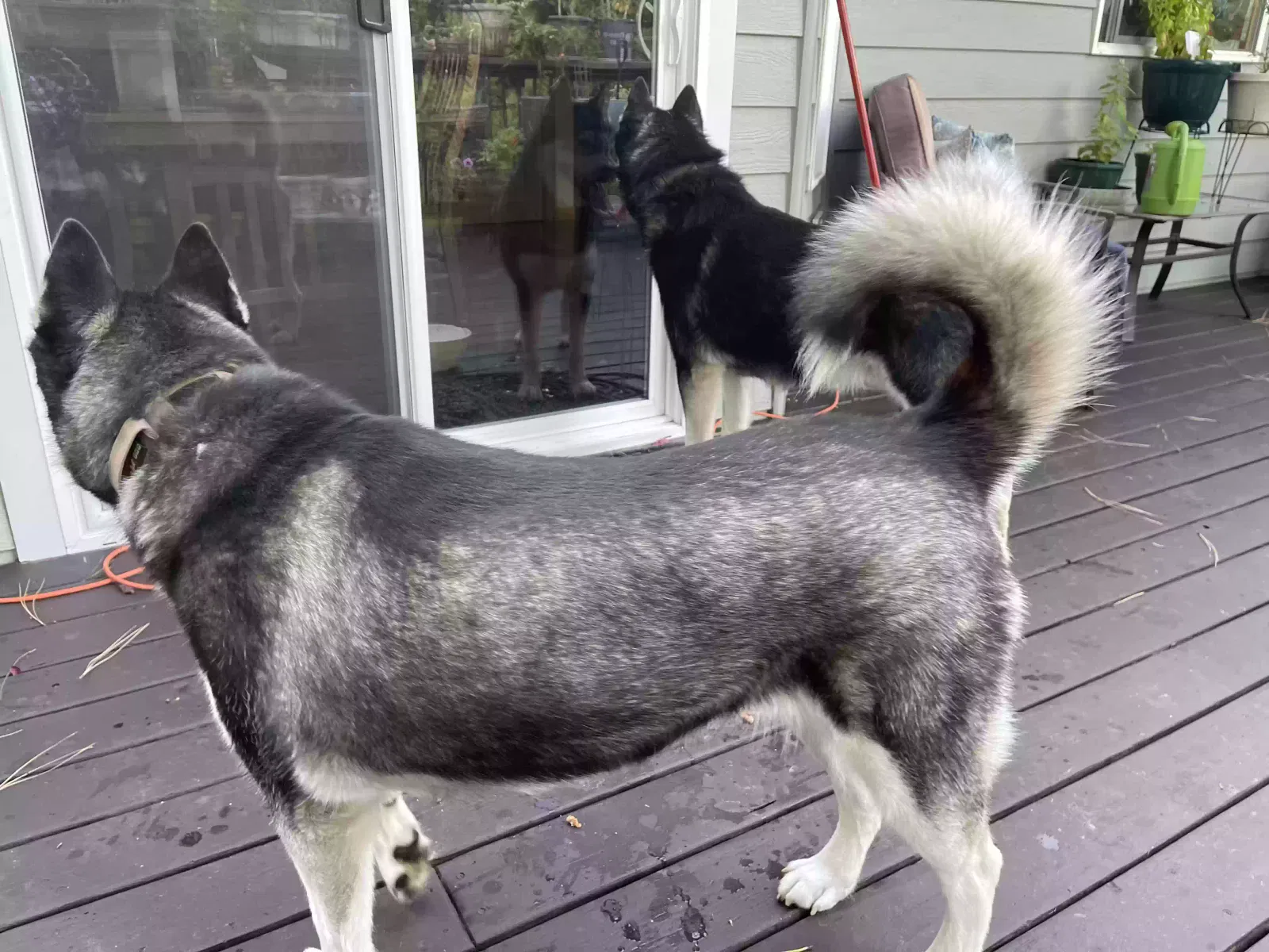 Found dog in Post Falls, ID, 83854