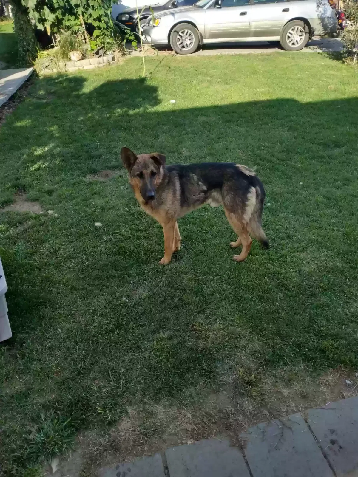 Found dog in Outlook, WA, 98938