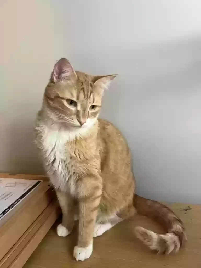 Lost cat in Lexington, KY, 40516