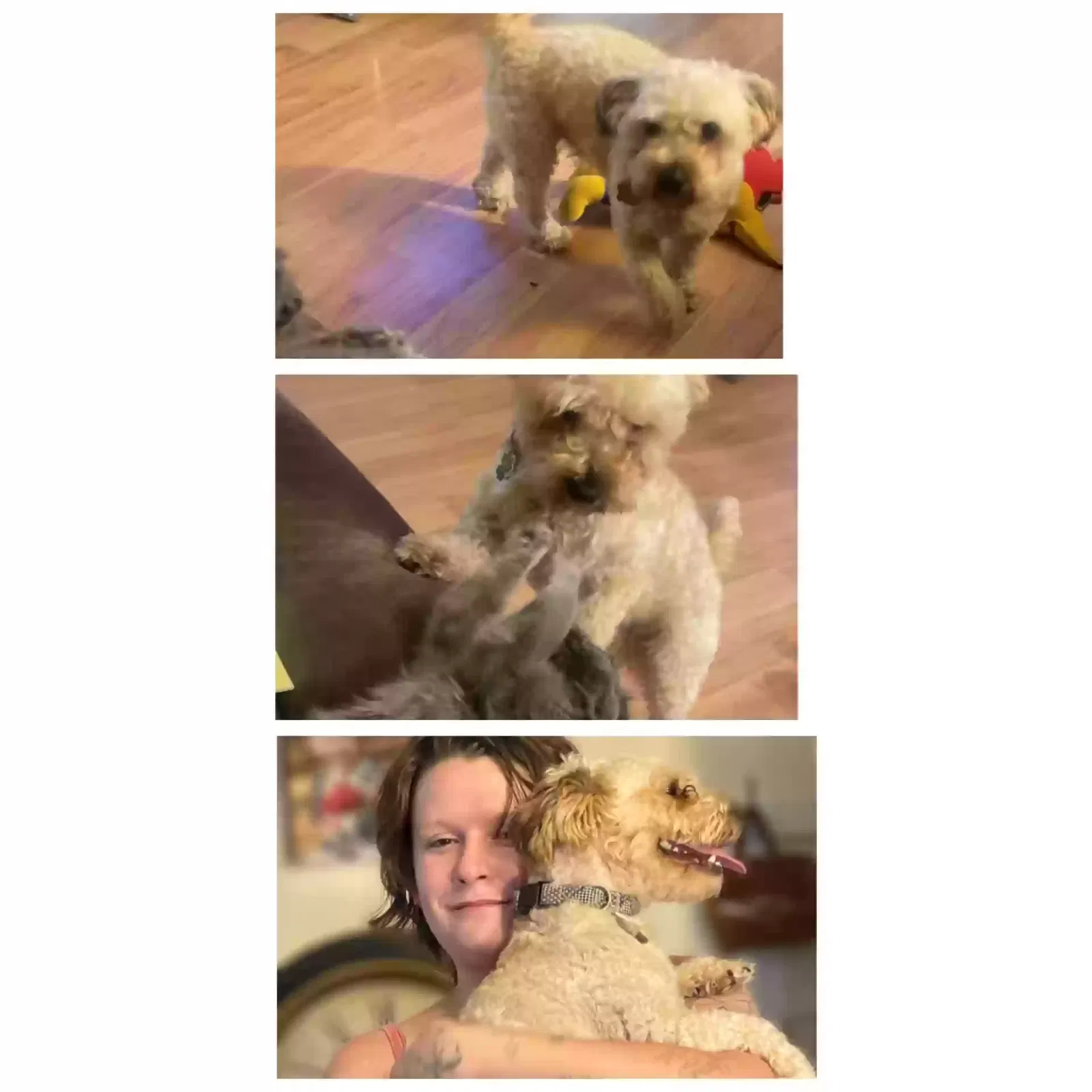 Lost dog in Miami, WV, 25134
