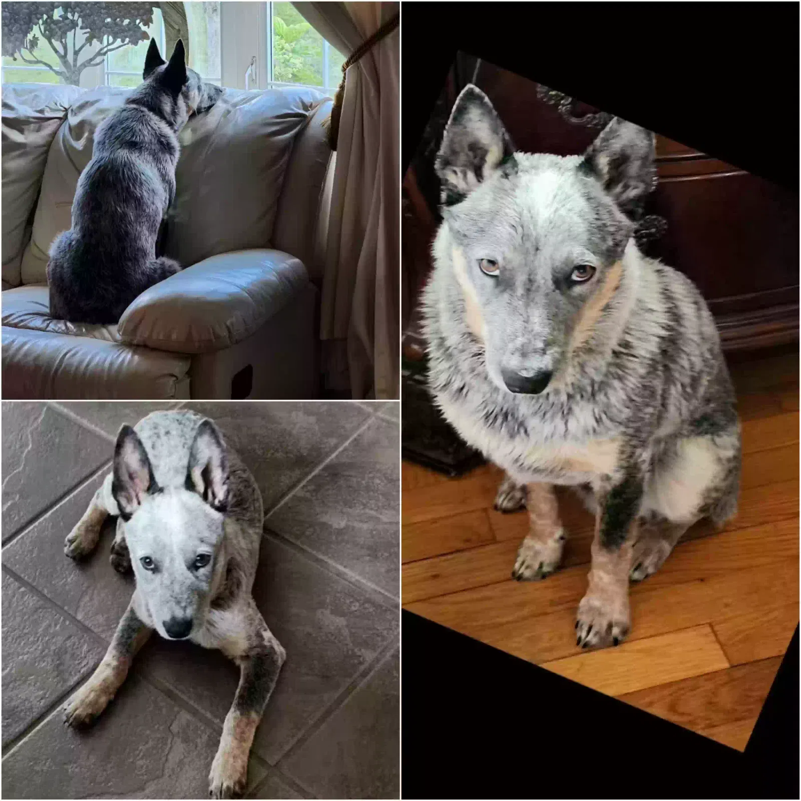 Lost dog in Foster, KY, 41043