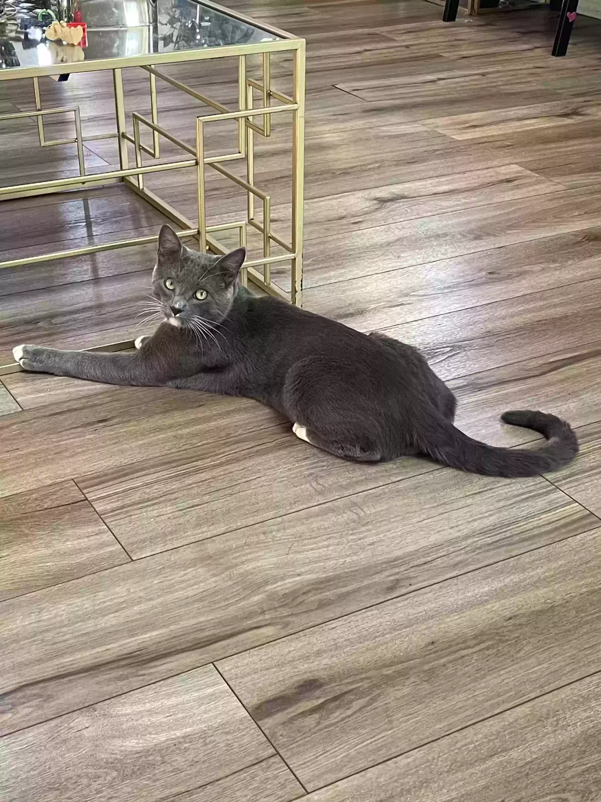 Lost cat in Albuquerque, NM, 87114
