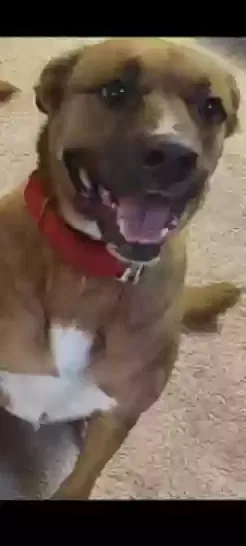 Lost dog in Clinton, NC, 28328