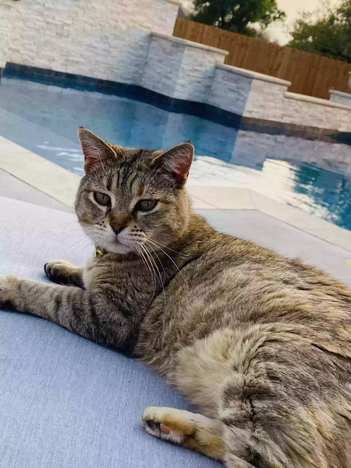 Lost cat in Sunnyvale, TX, 75182