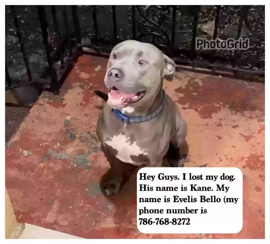 Lost dog in Hallandale, FL, 33009
