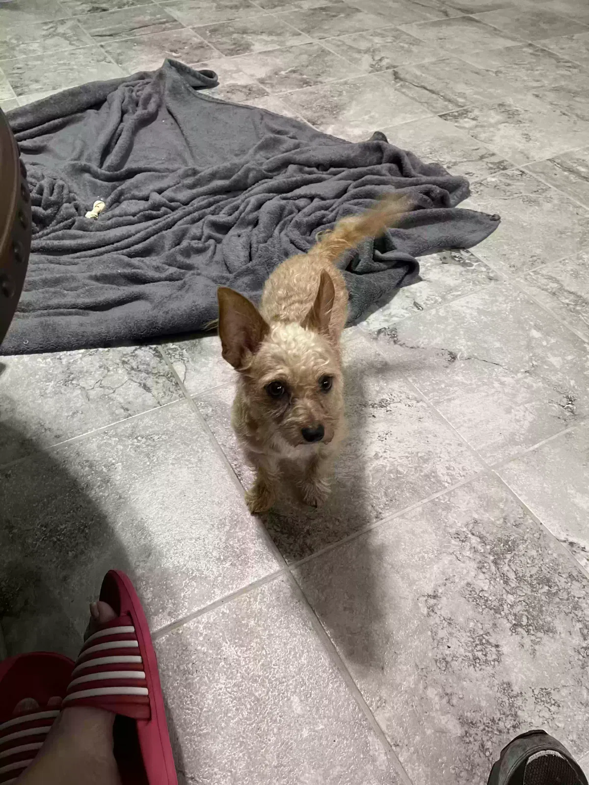 Lost dog in Ruston, LA, 71270