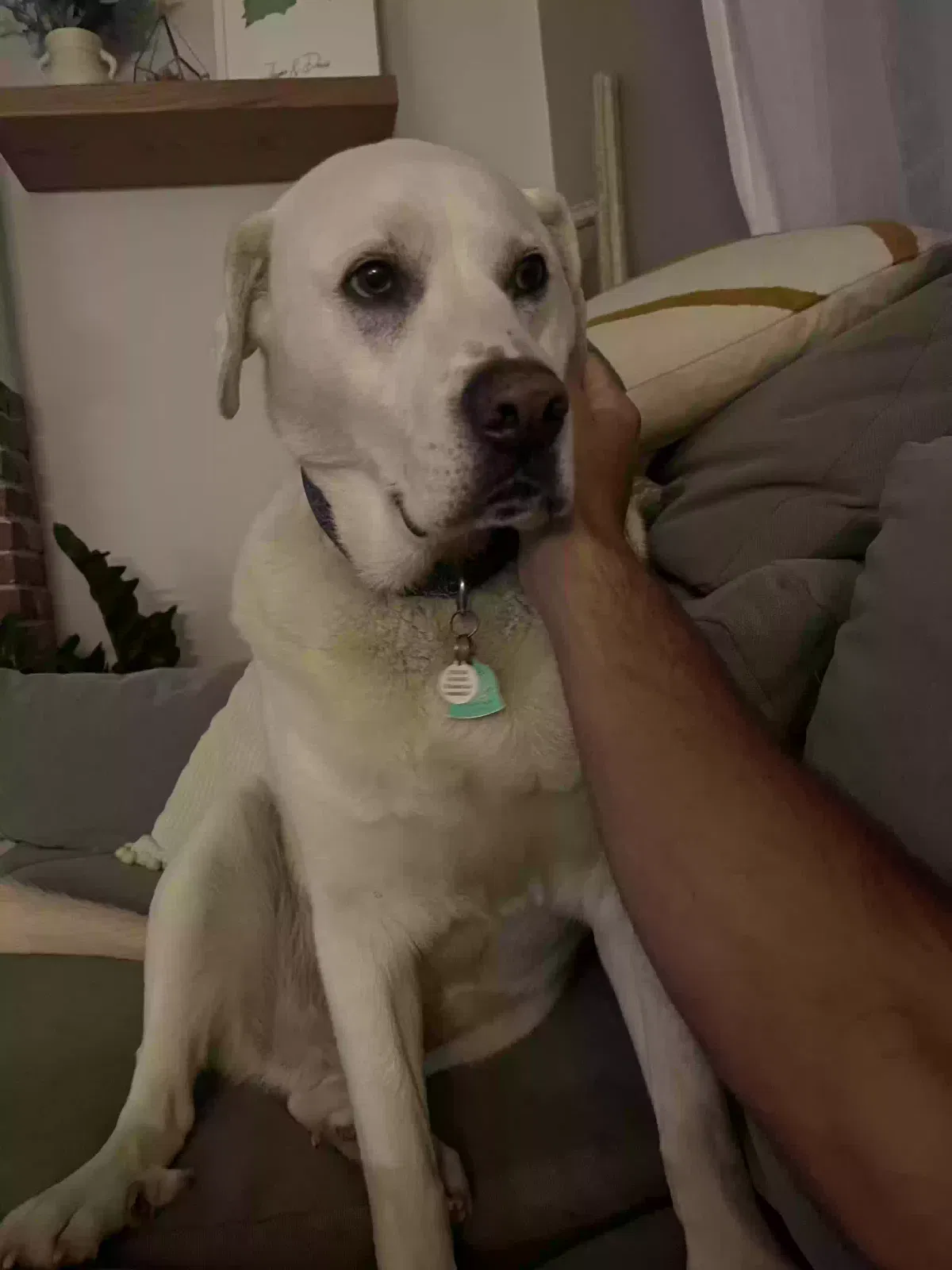 Lost dog in Senoia, GA, 30276