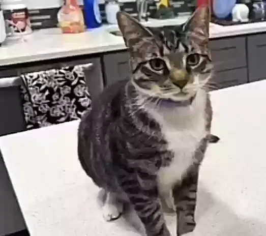 Lost cat in Union City, NJ, 7087