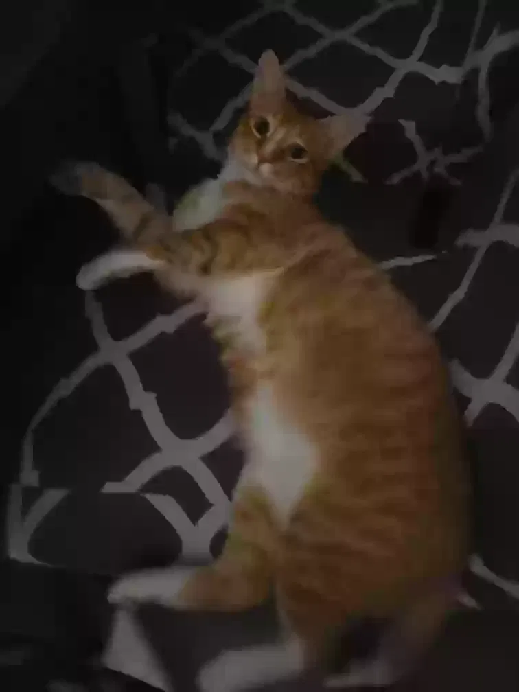 Lost cat in Union City, NJ, 7087