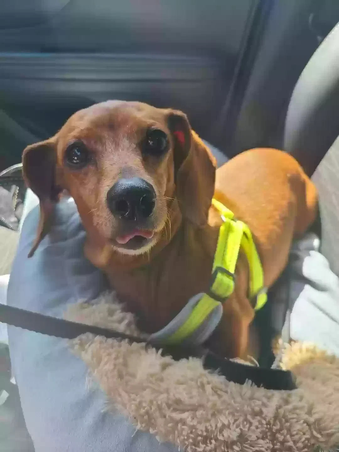 Lost dog in Cincinnati, OH, 45230