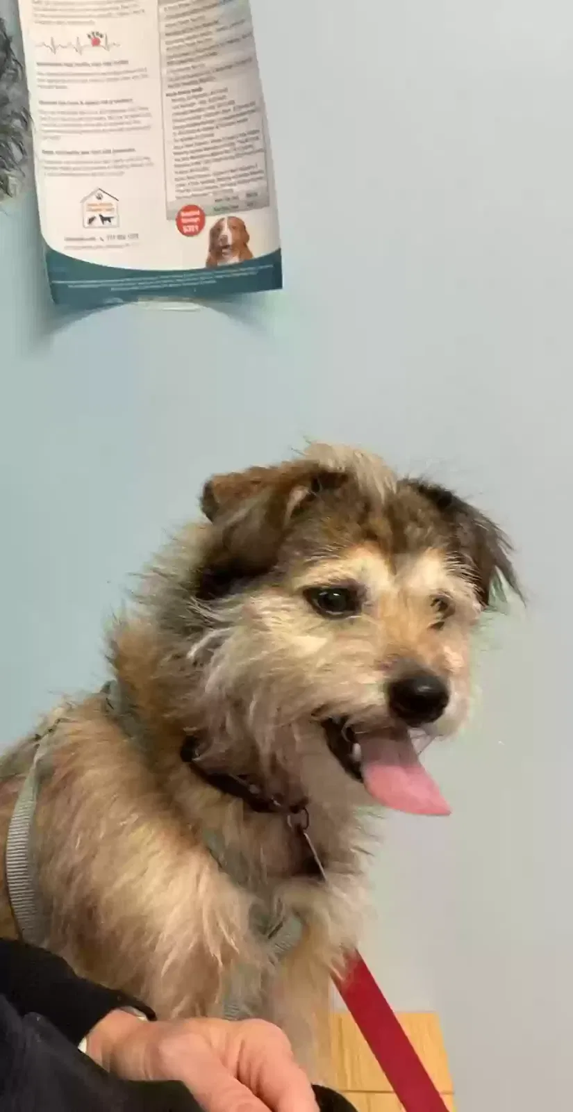 Lost dog in Reading, PA, 19607