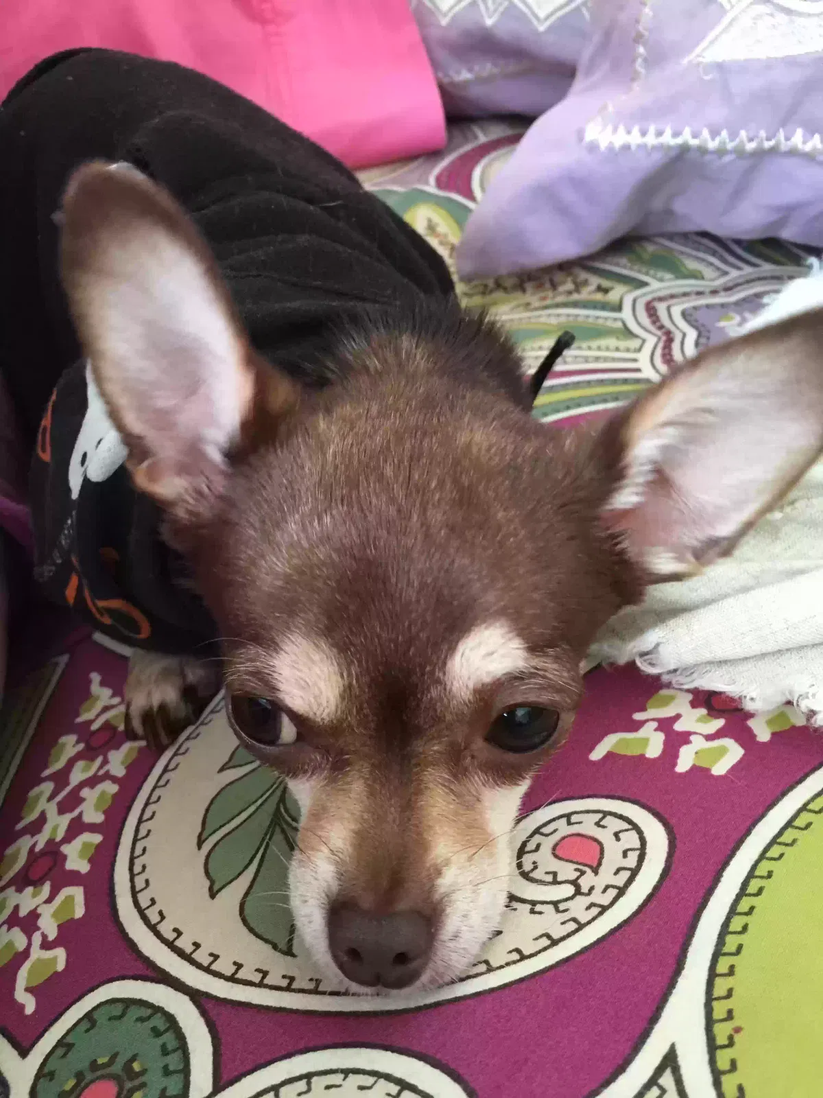 Lost dog in Corvallis, OR, 97333
