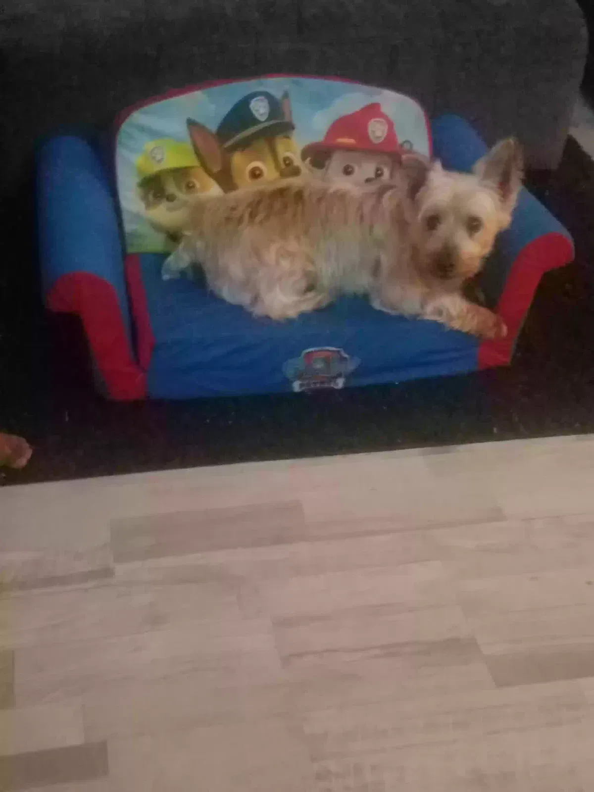 Lost dog in Lafayette, LA, 70506