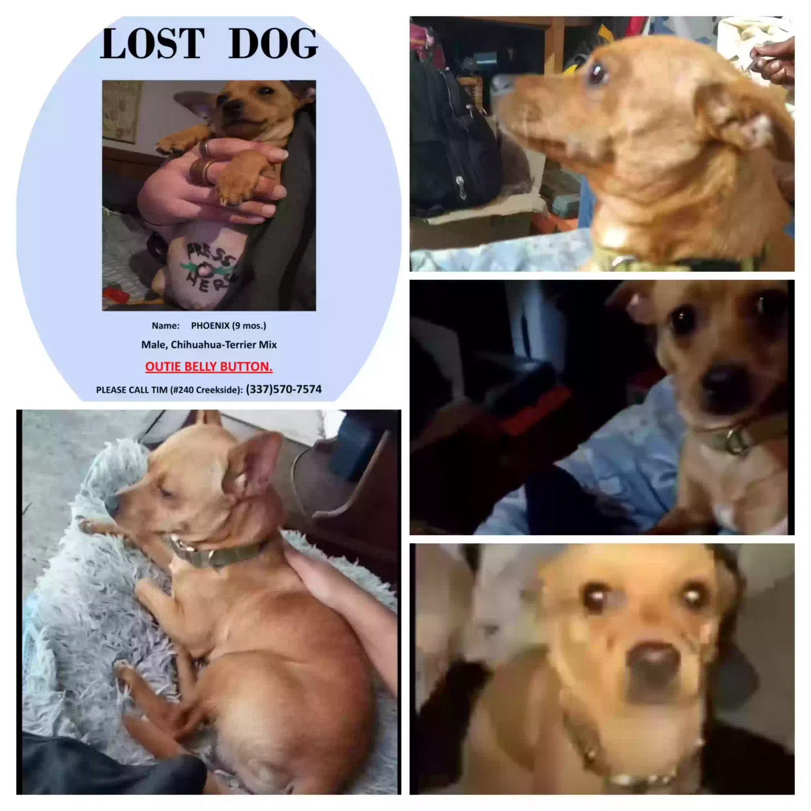 Lost dog in Houston, TX, 77063