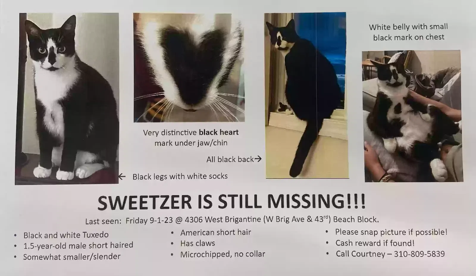 Lost cat in Brigantine, NJ, 8203