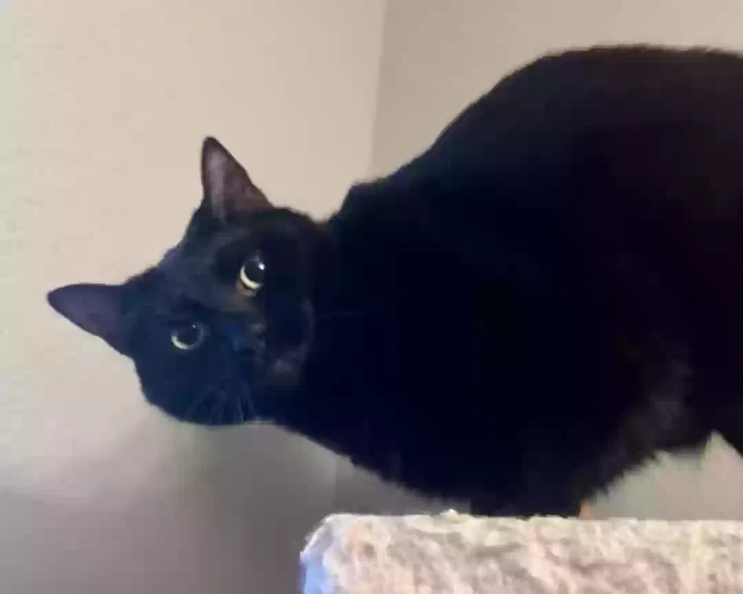 Lost cat in Fort Worth, TX, 76137