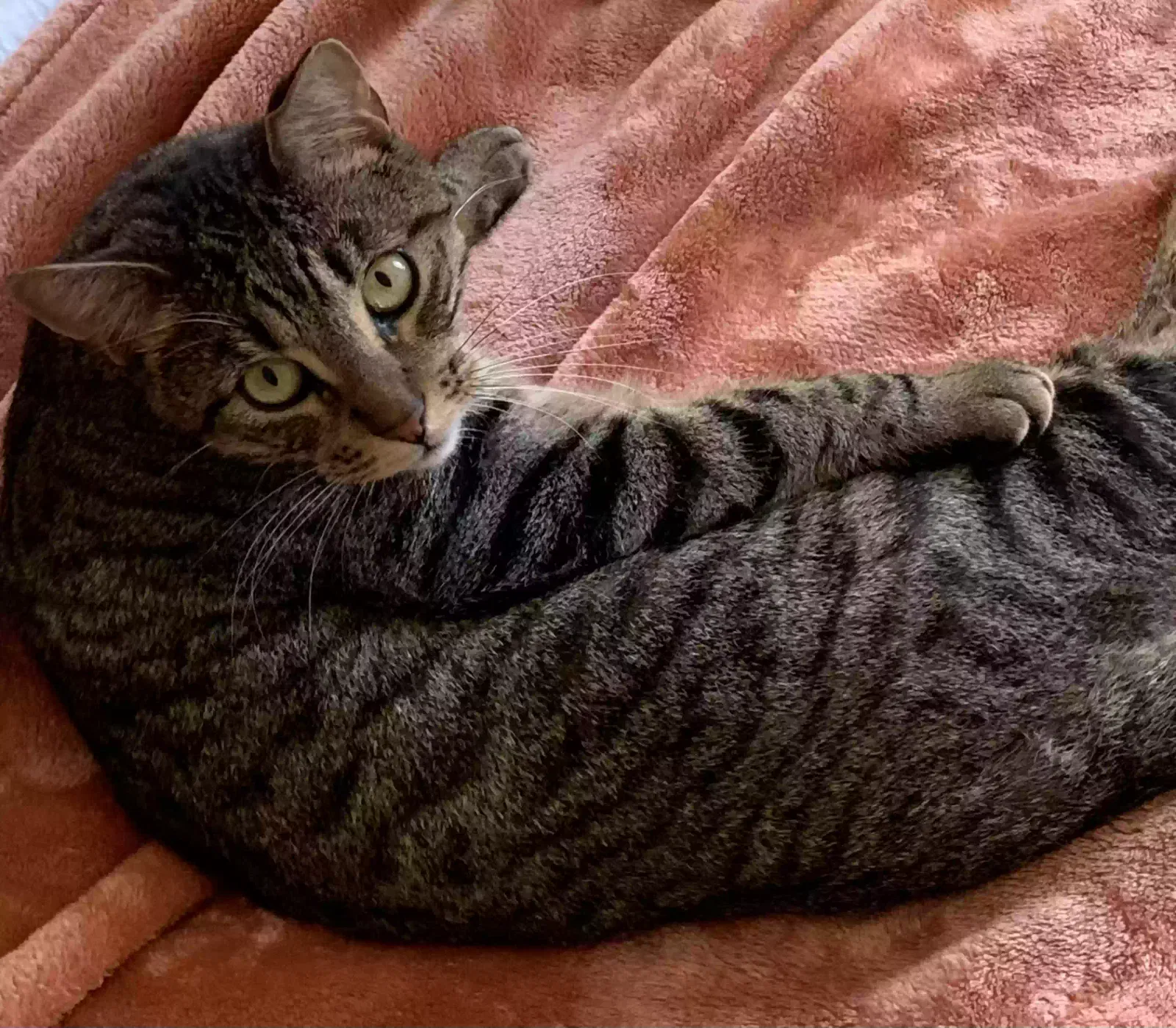 Lost cat in Dallas, TX, 75230