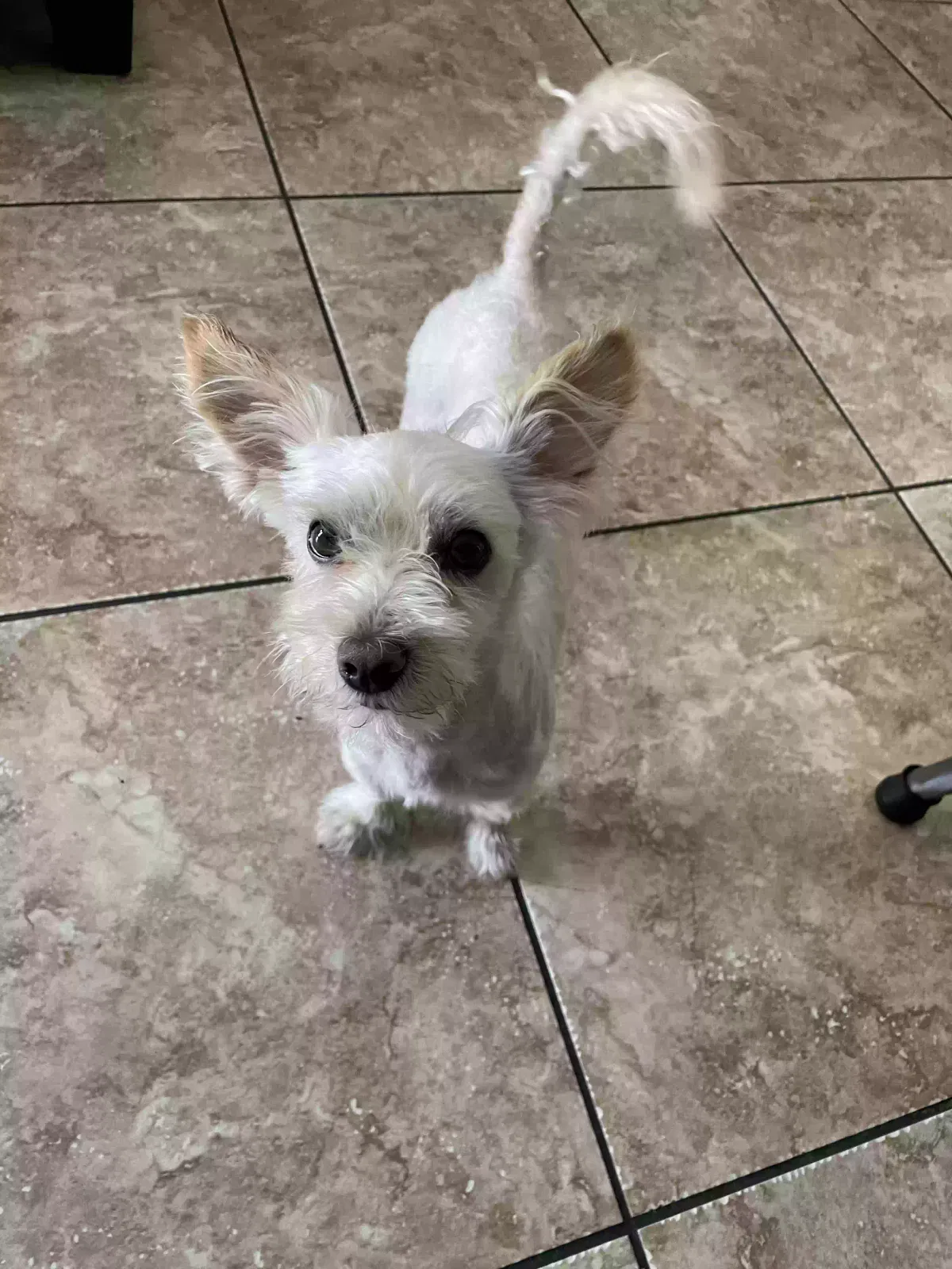 Lost dog in Lynwood, CA, 90262