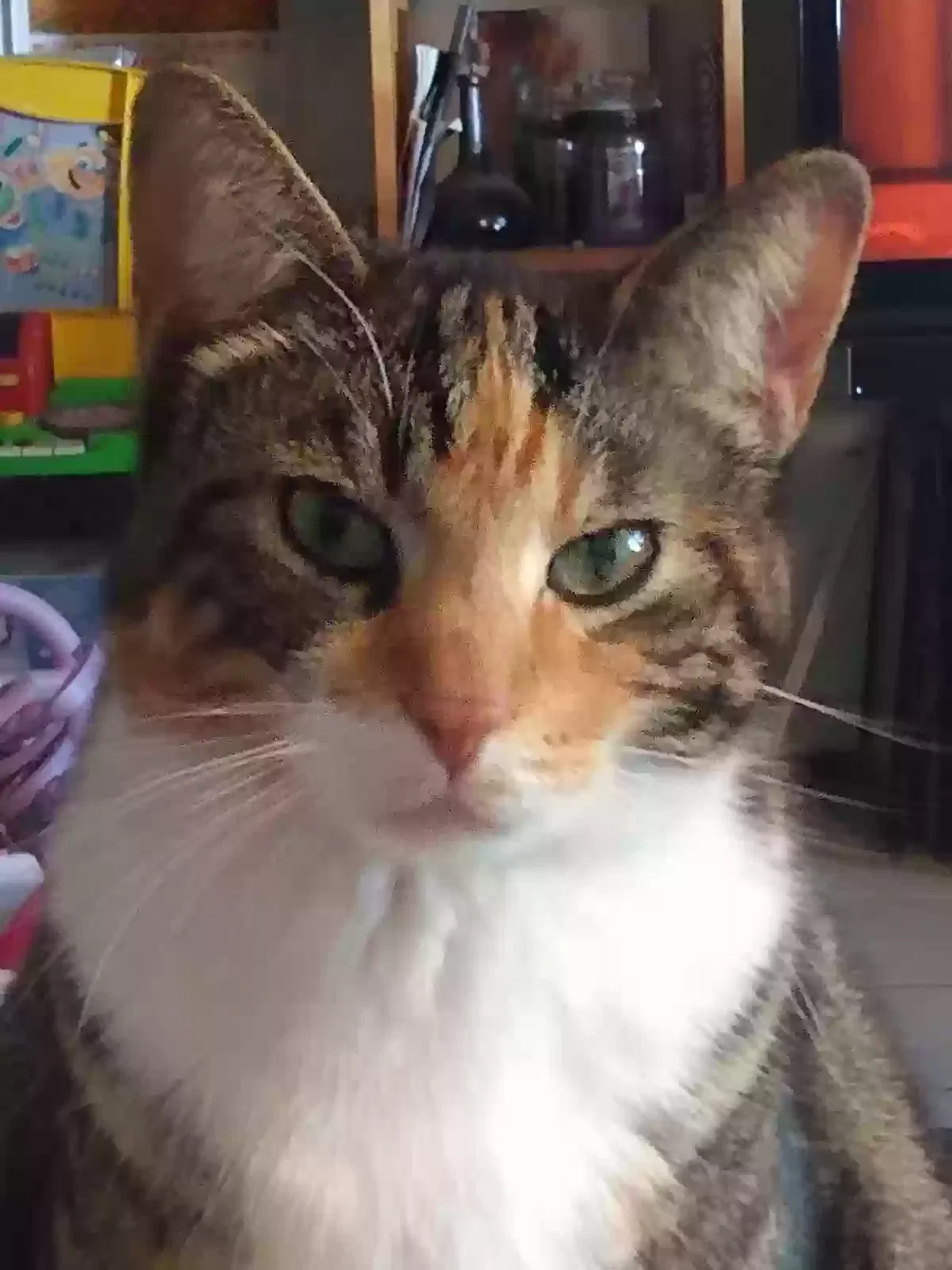 Lost cat in Fort Pierce, FL, 34982