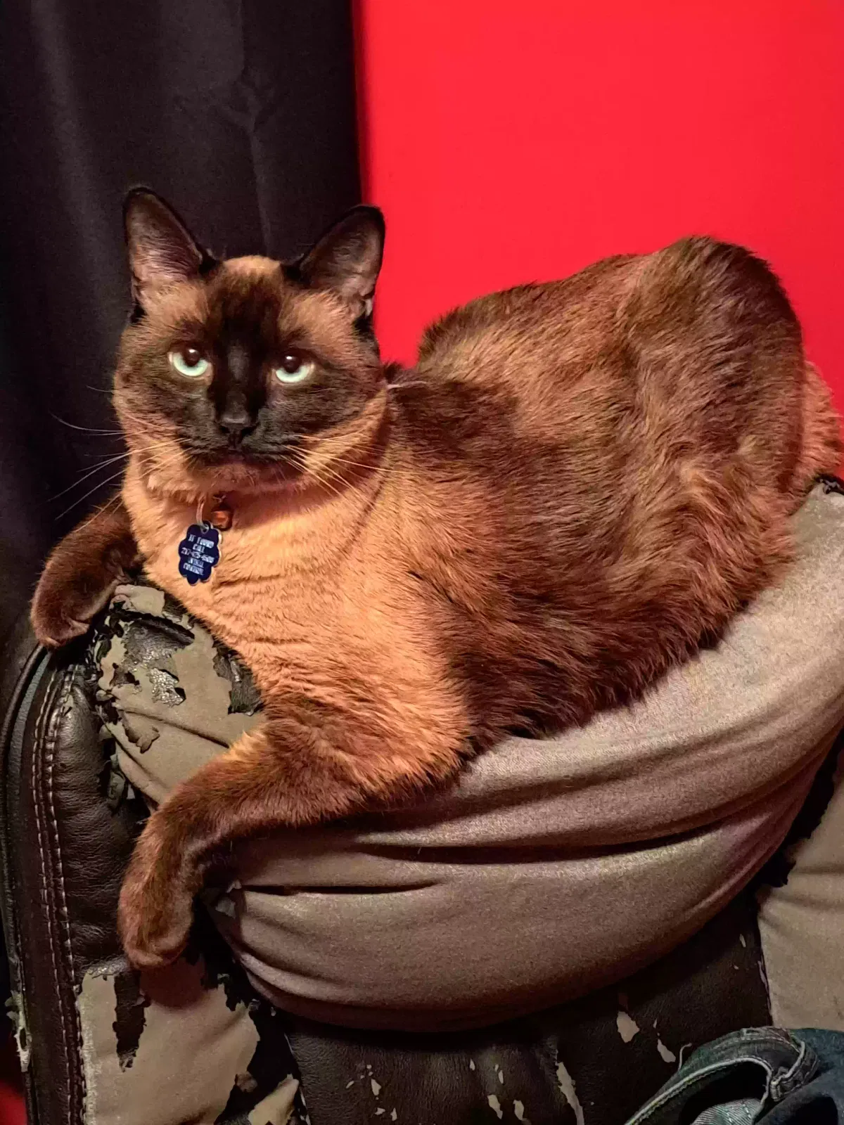 Lost cat in Decatur, IL, 62522