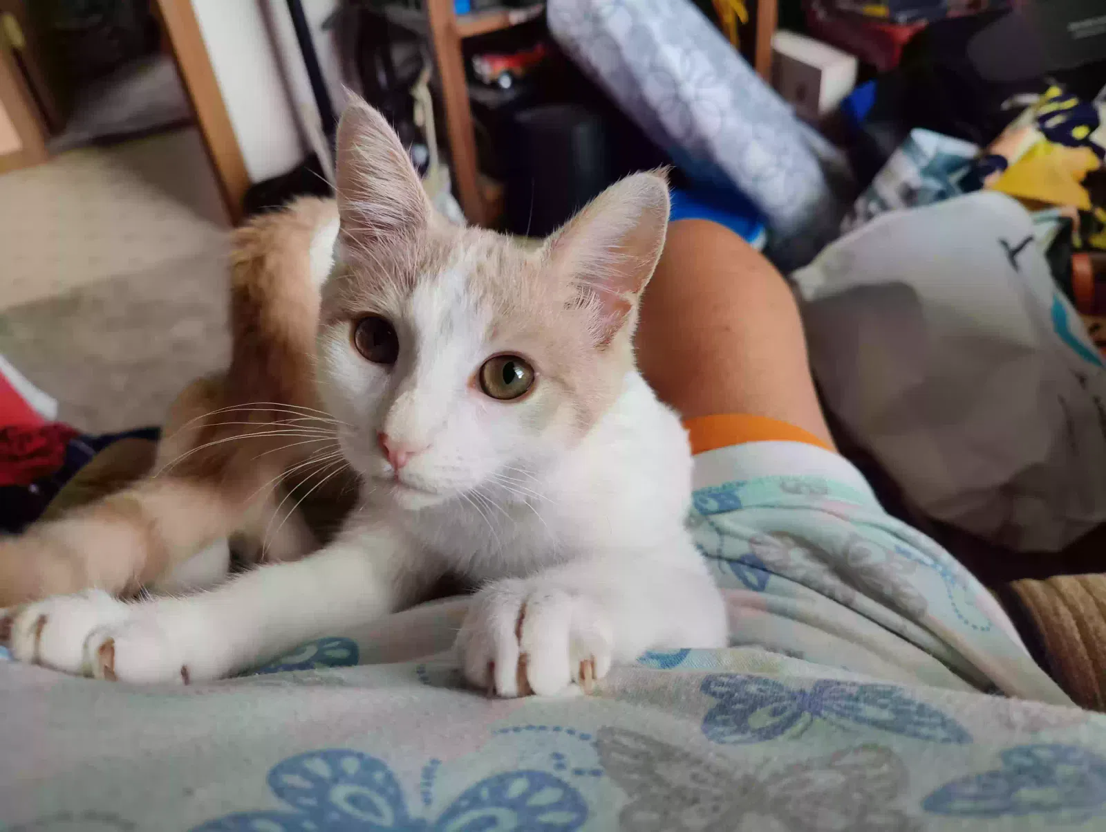 Lost cat in Memphis, MI, 48041