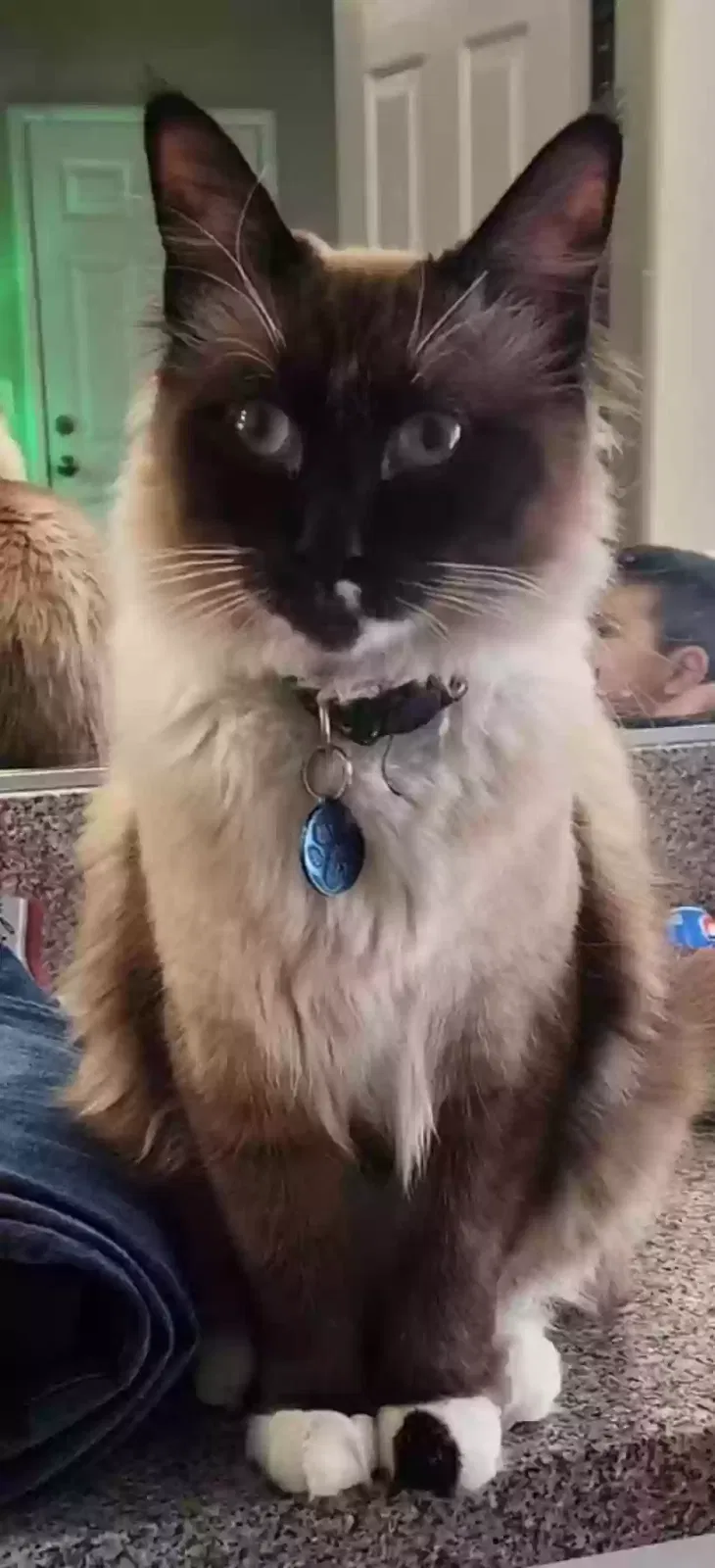 Lost cat in North Las Vegas, NV, 89032
