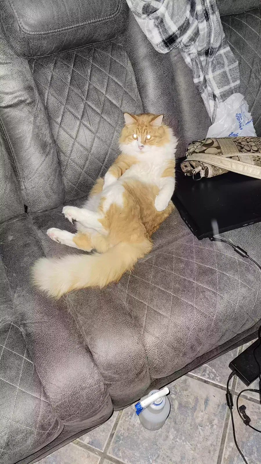 Lost cat in Tucson, AZ, 85704