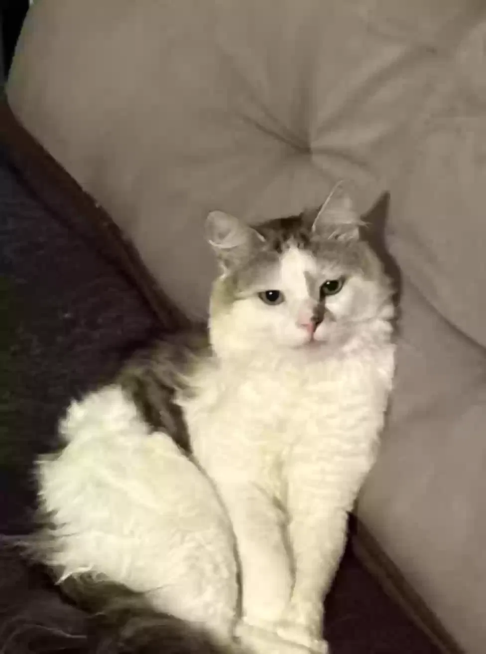 Lost cat in Hooksett, NH, 3106