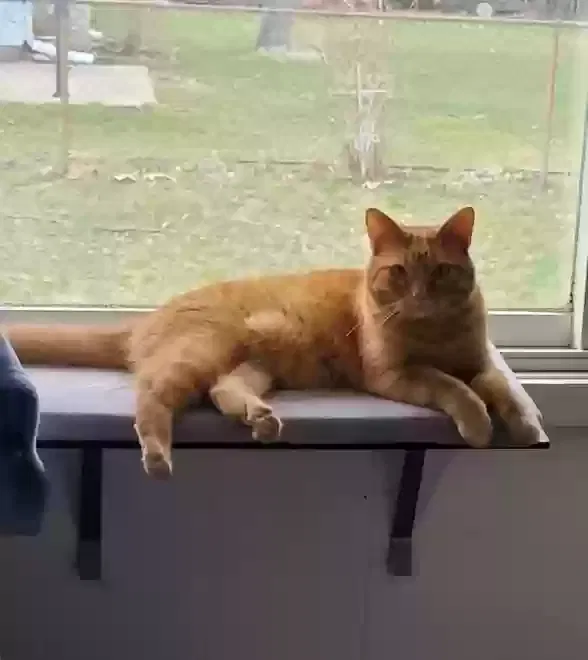Lost cat in Walled Lake, MI, 48390