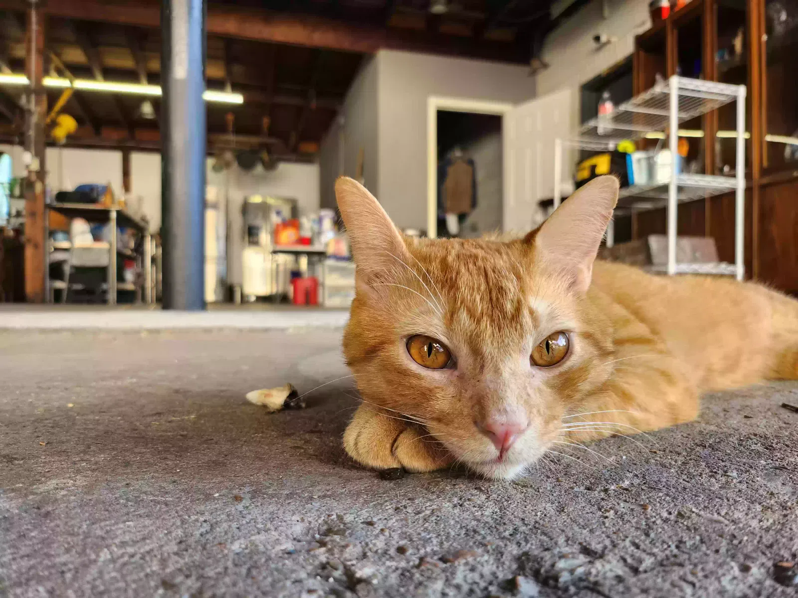 Lost cat in Houston, TX, 77098